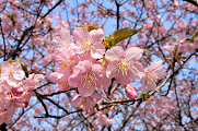 河津桜の写真