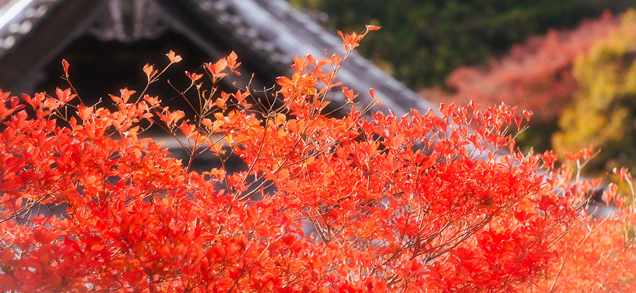 秋の普門寺