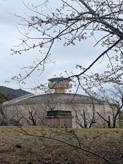 桜3/23多米