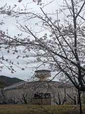 3.26桜2