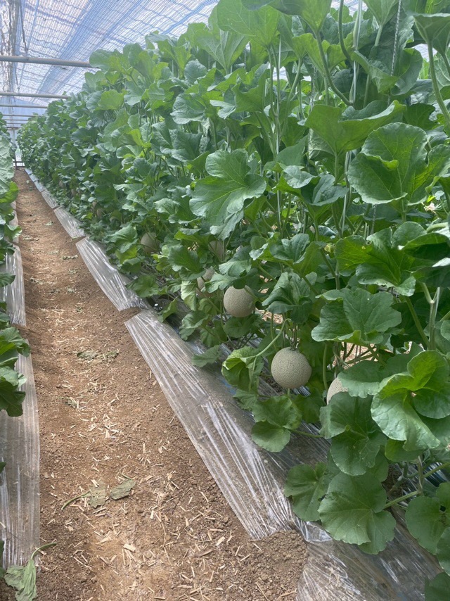 melon
