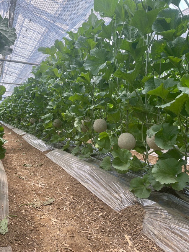 melon2