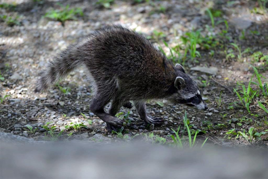 アライグマの写真