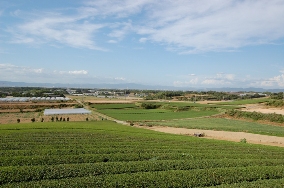 杉山町の田園