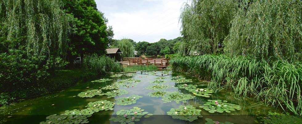 すいれんの園