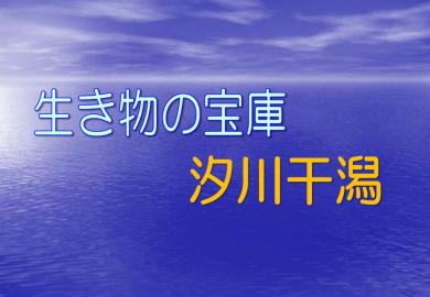 スライド「生き物の宝庫　汐川干潟」