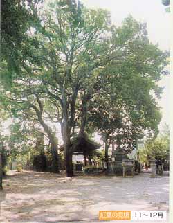 素盞鳴神社（梅藪町）のアベマキ