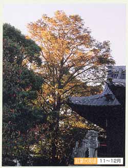 豊麻神社のメタセコイア