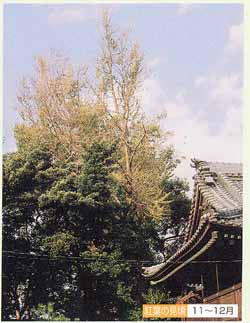 水神社のイチョウ