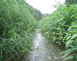 権茂川6ヶ月後