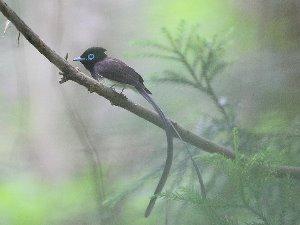 サンコウチョウの画像