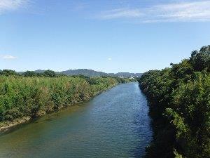 豊川下条橋付近 河畔林の画像