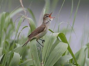 オオヨシキリの画像