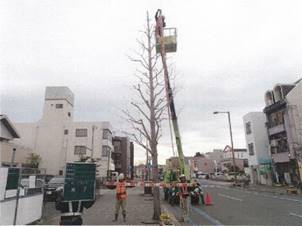 冬期剪定後の街路樹（イチョウ）