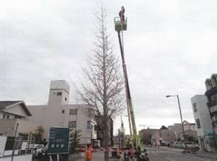 冬期剪定前の街路樹