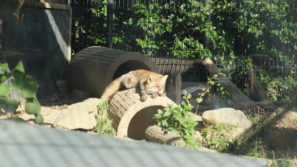 動物園2