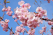 河津桜の画像