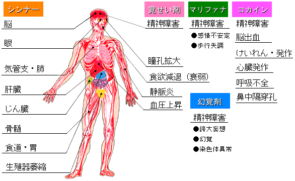 薬物の身体への影響