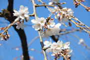 しだれ桜の写真