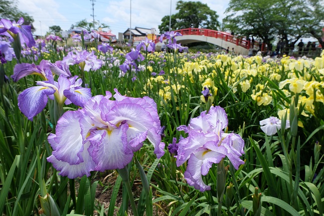 花しょうぶまつり写真