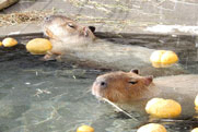 「ゆず湯につかるカピバラ」の写真