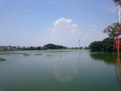 植田大池