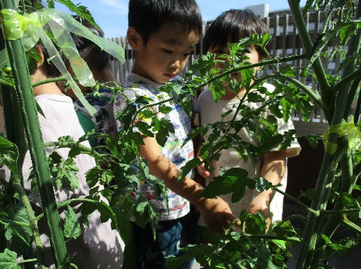 夏野菜を見ているところ